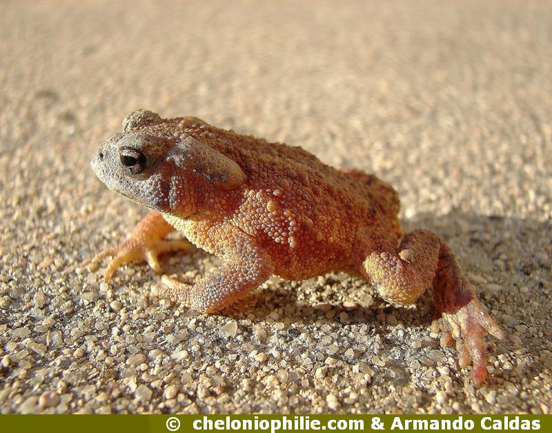 Bufo bufo
