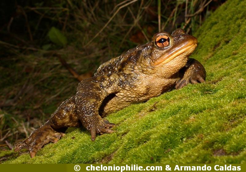 Crapaud