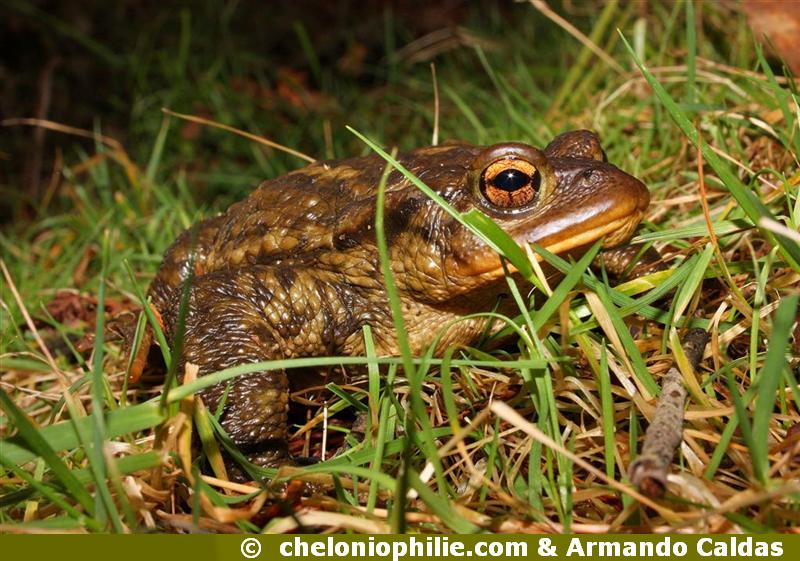 Crapaud commun