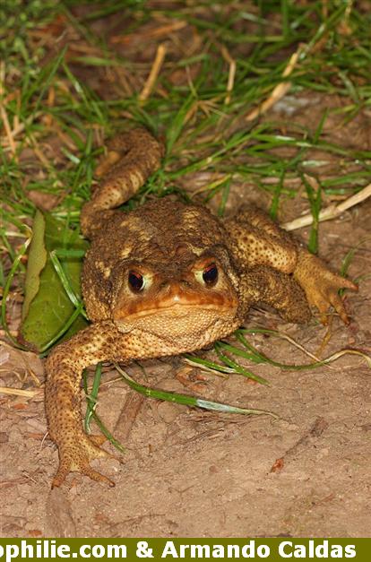 Bufo bufo