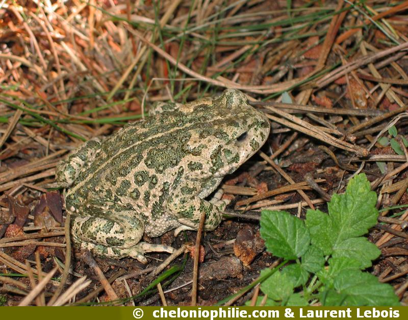 Crapaud calamite
