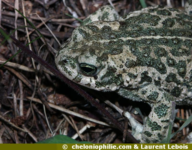 Bufo calamita