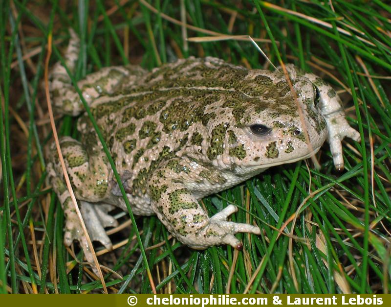 Bufo calamita