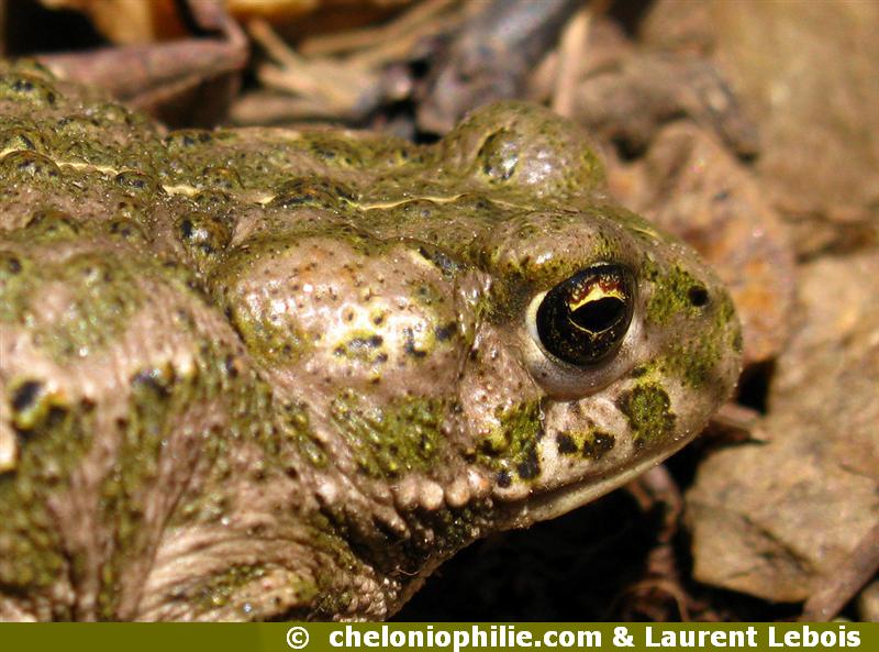 Crapaud calamite