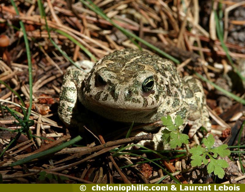 Bufo calamita