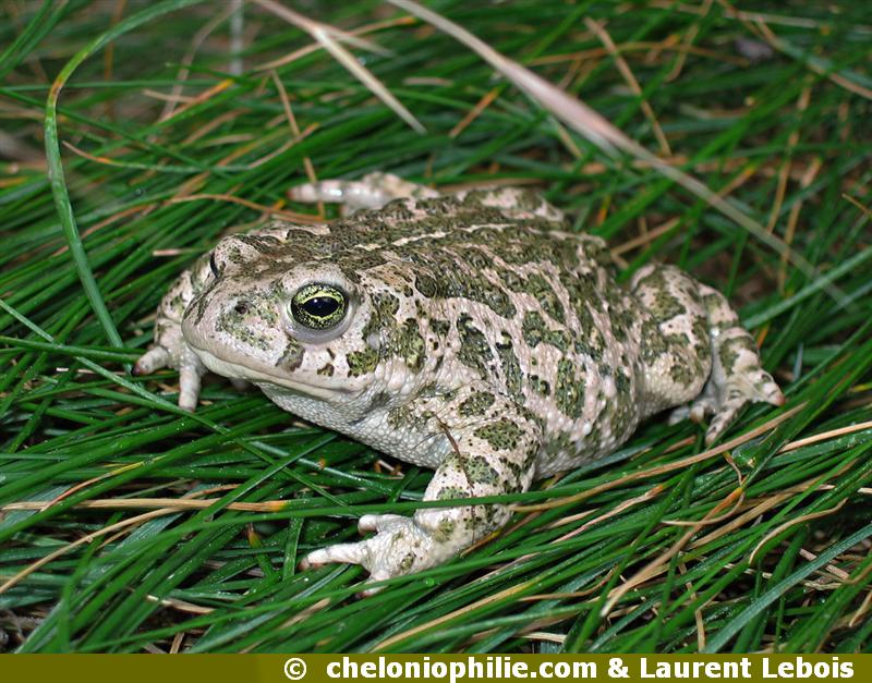 Crapaud calamite