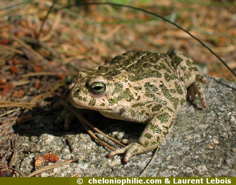 Bufo calamita