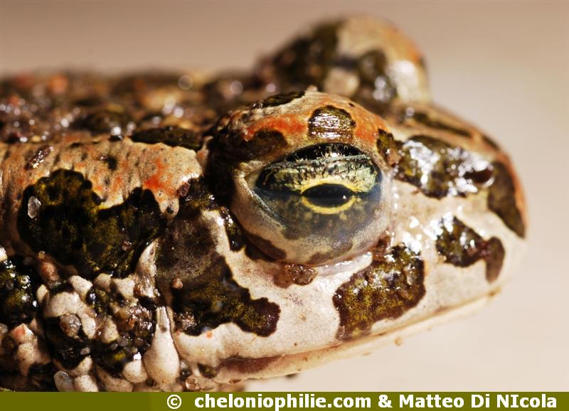Crapaud vert