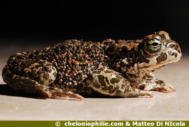 Bufo viridis