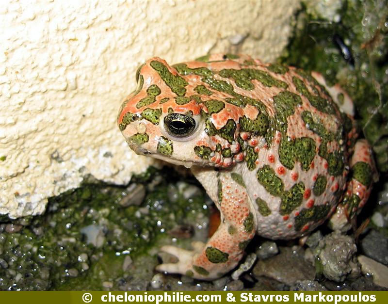 Bufo viridis