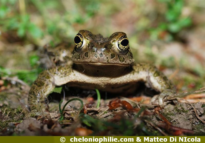 Crapaud vert
