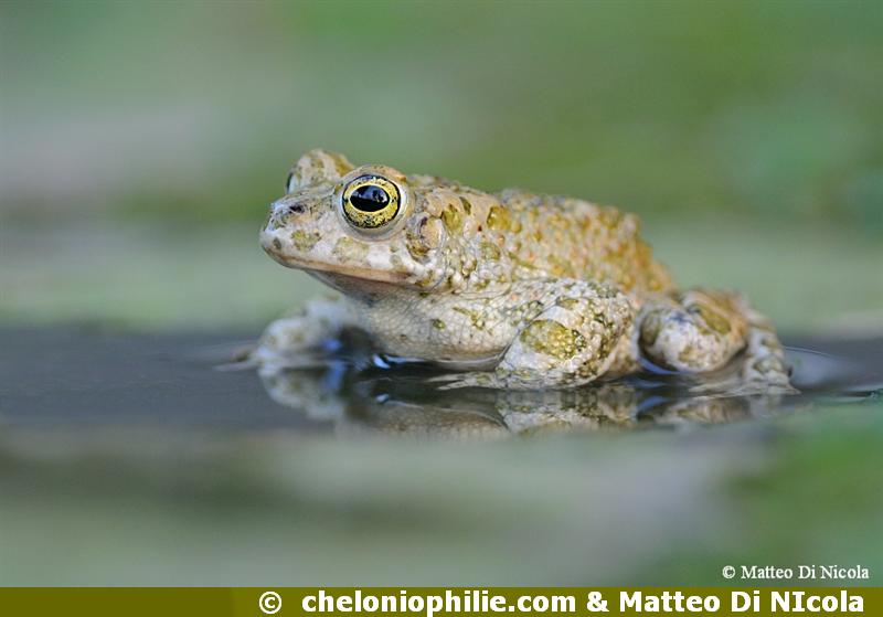 Crapaud vert