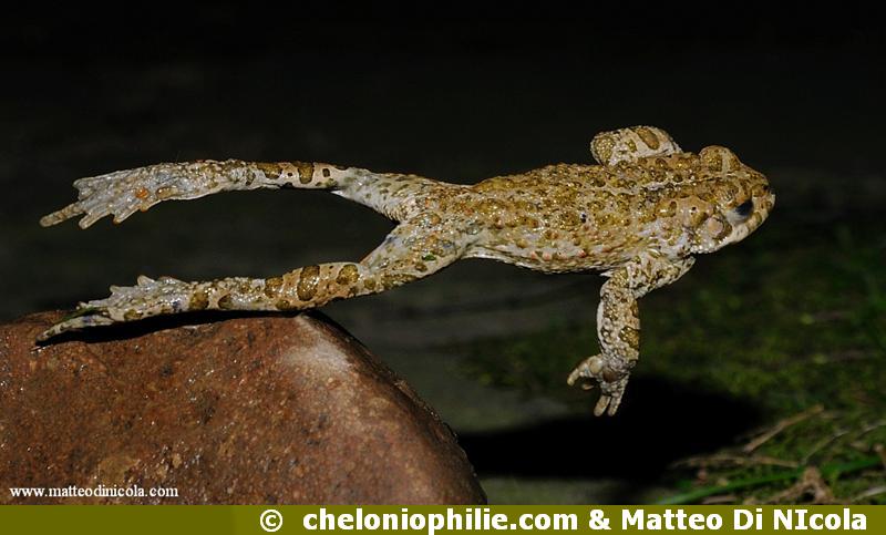 Bufo viridis