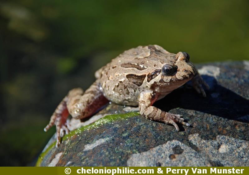 Discoglossus pictus
