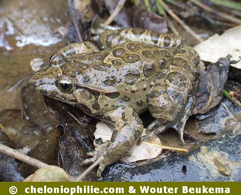 Discoglossus pictus