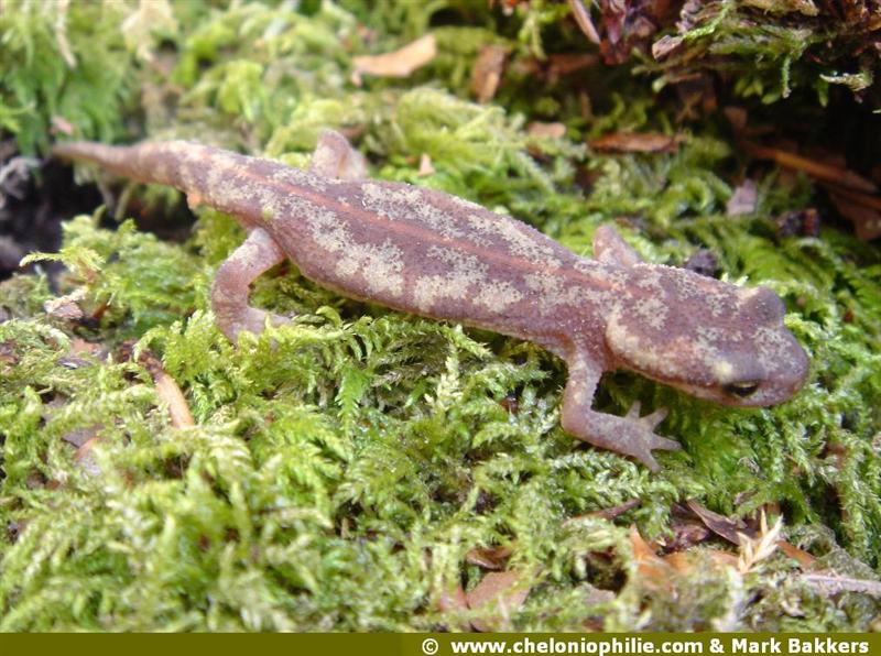Euproctus montanus