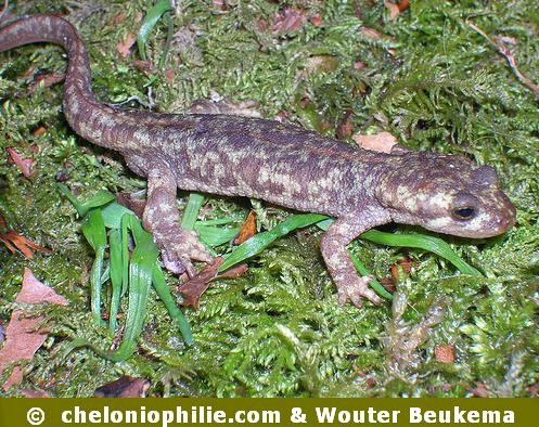 Euproctus montanus