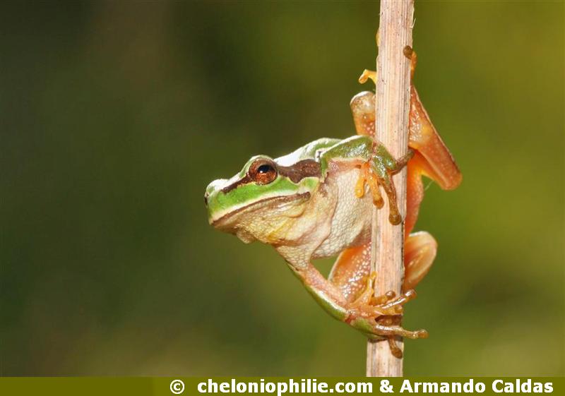 Hyla arborea