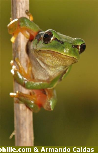 Hyla arborea