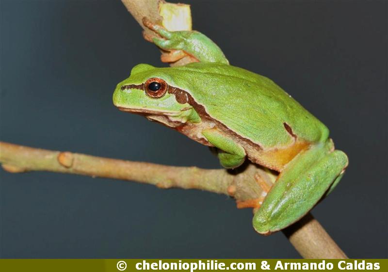 Hyla arborea