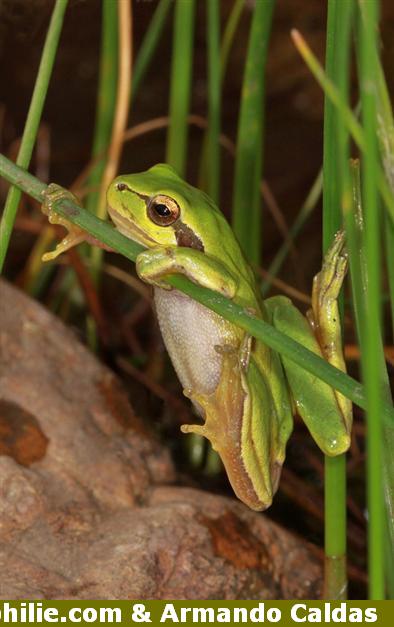 Hyla meridionalis