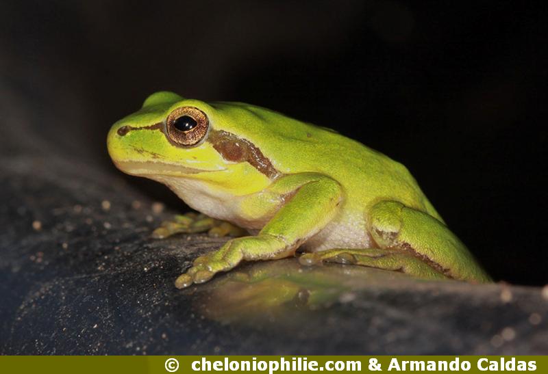 Hyla meridionalis