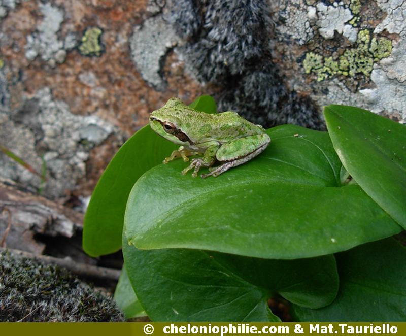 Hyla sarda