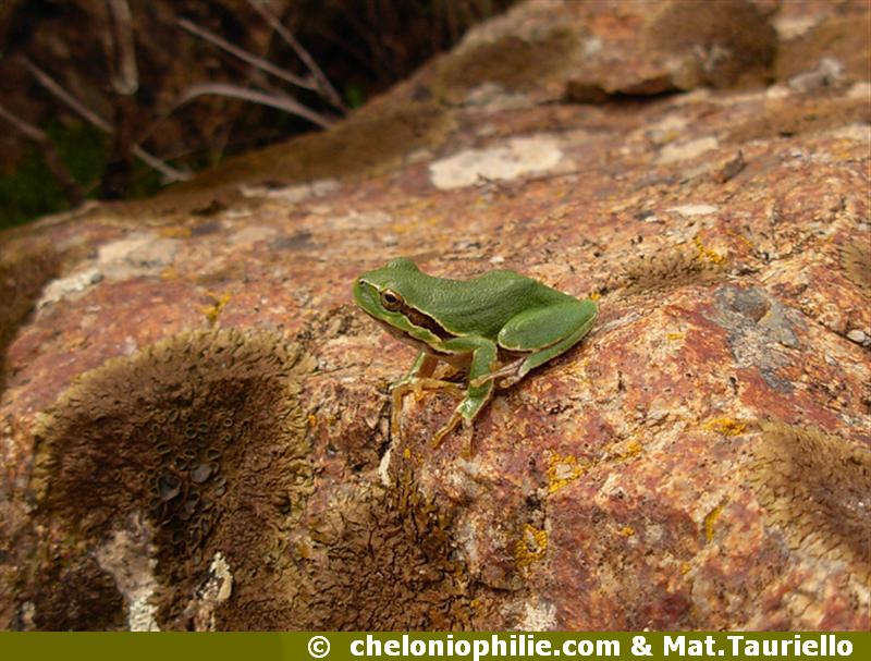 Hyla sarda