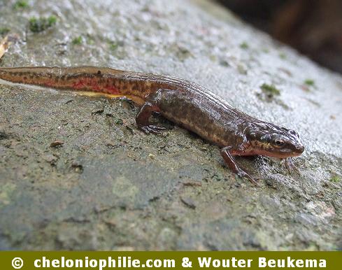 Lissotriton helveticus