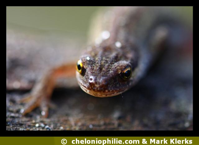 Lissotriton helveticus