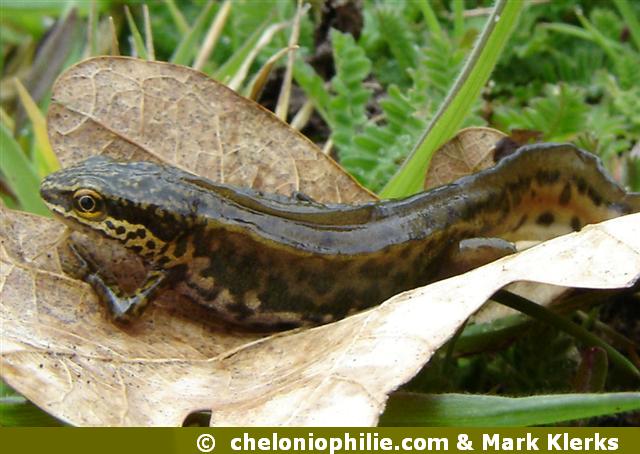 Lissotriton helveticus