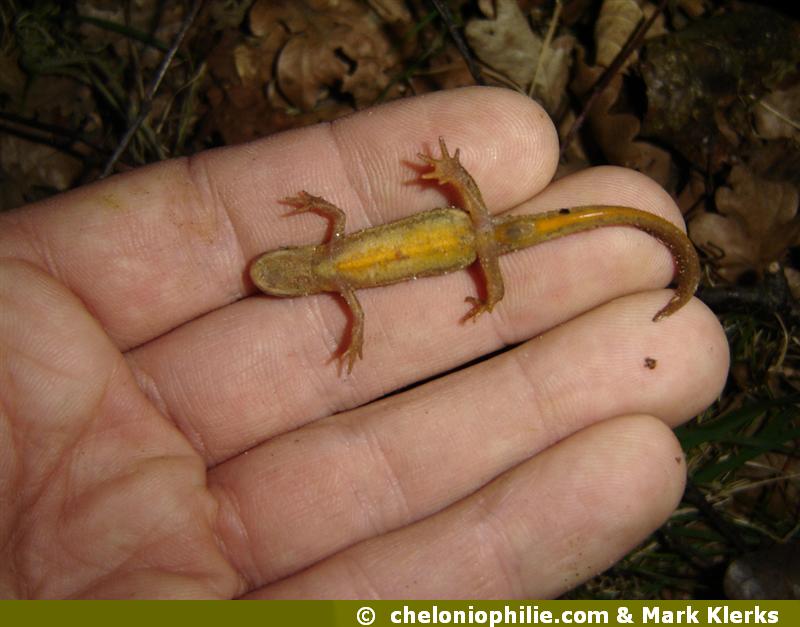 Lissotriton vulgaris