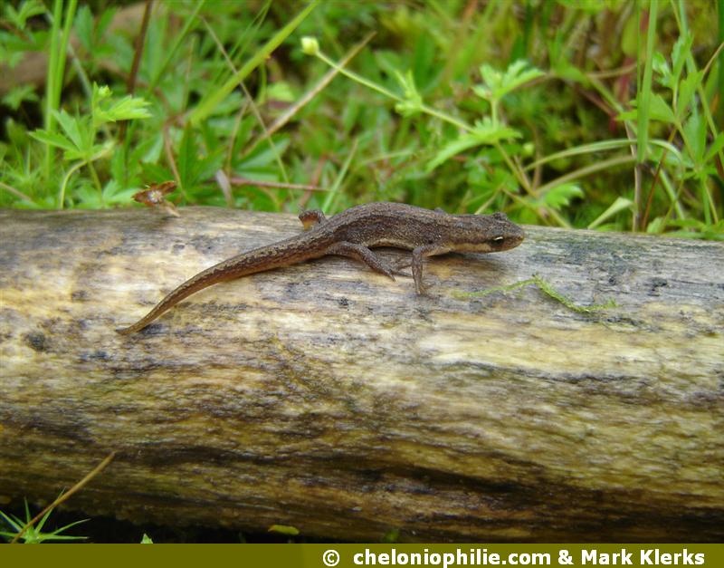 Lissotriton vulgaris