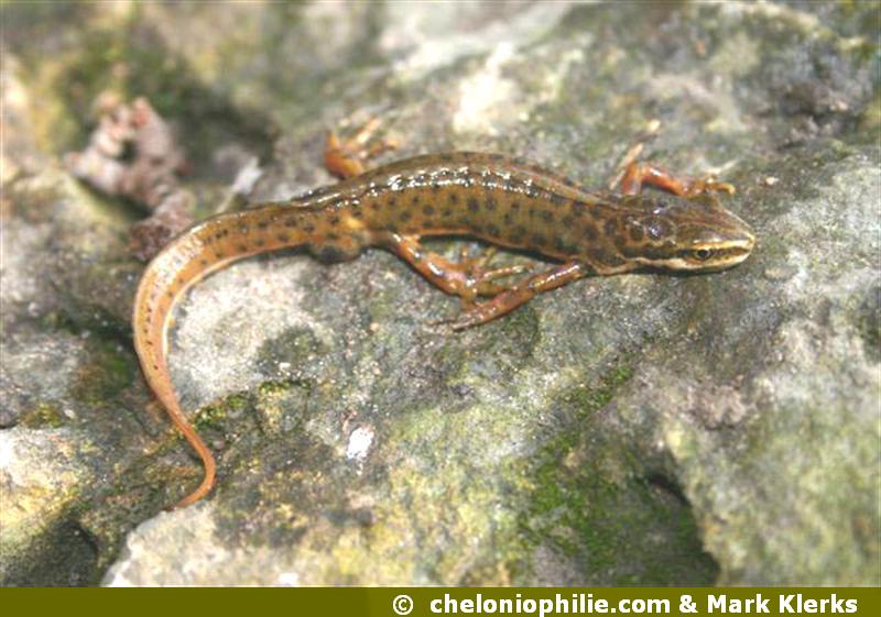Lissotriton vulgaris