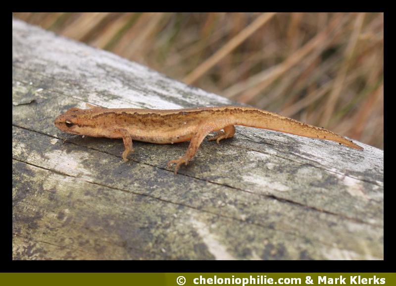 Lissotriton vulgaris