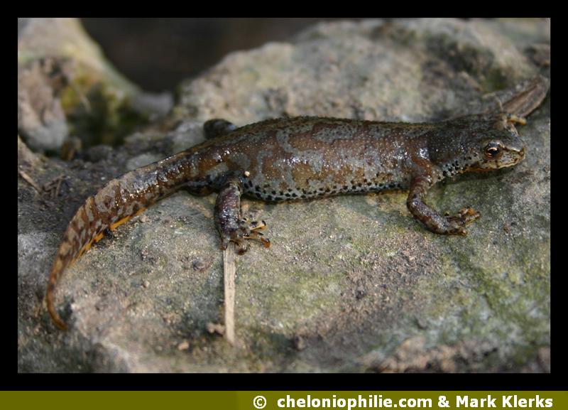 Mesotriton alpestris