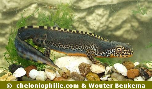 Mesotriton alpestris