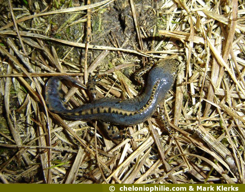 Mesotriton alpestris