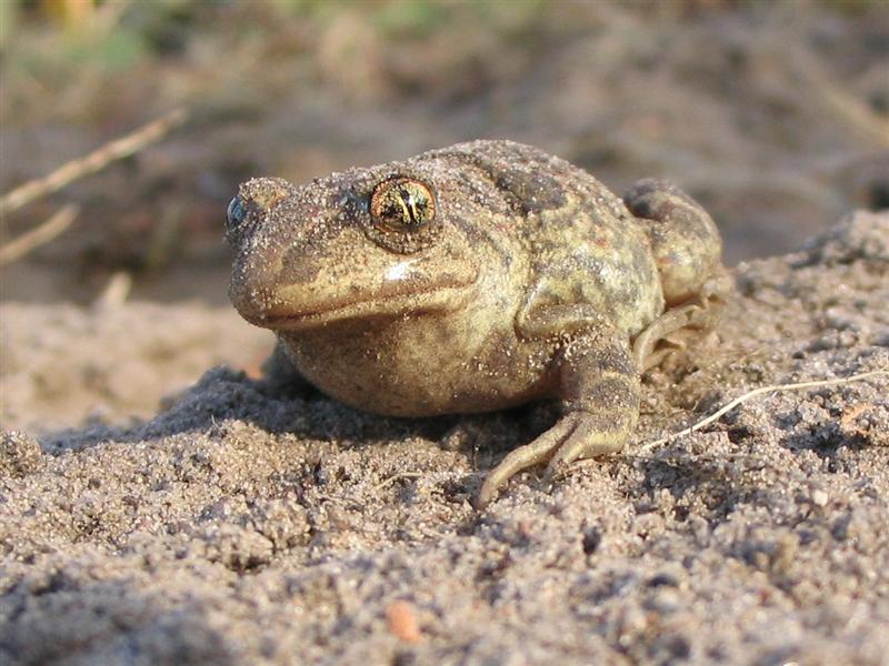 Pelobates fuscus