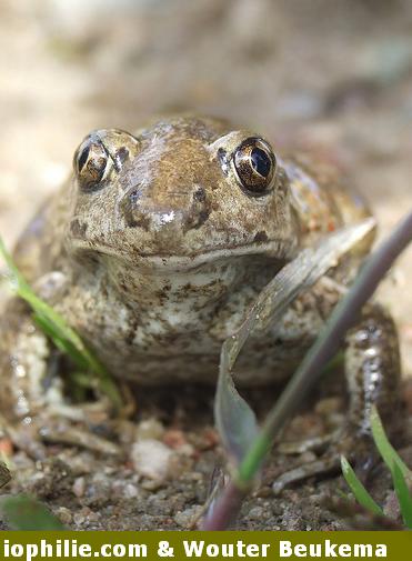 Pelobates fuscus