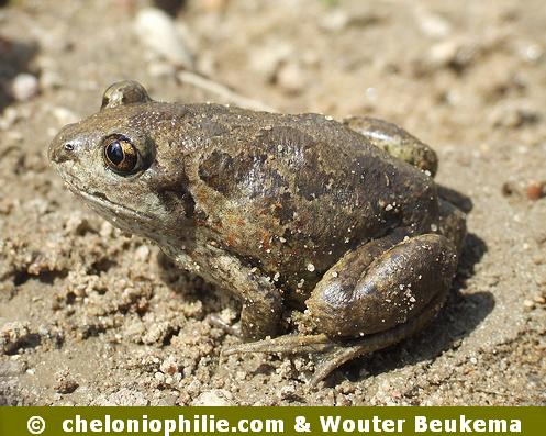 Pelobates fuscus