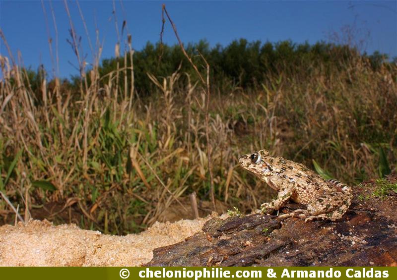 Pelodytes punctatus