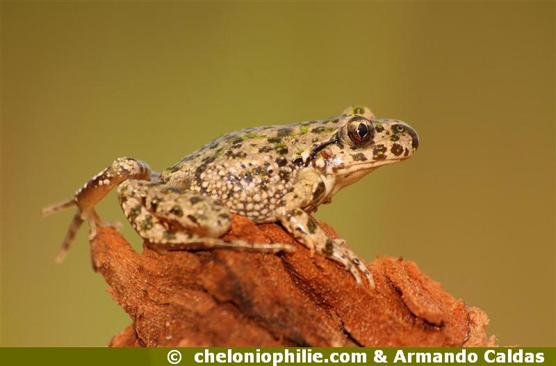 Pelodytes punctatus