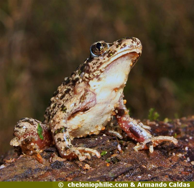 Pelodytes punctatus