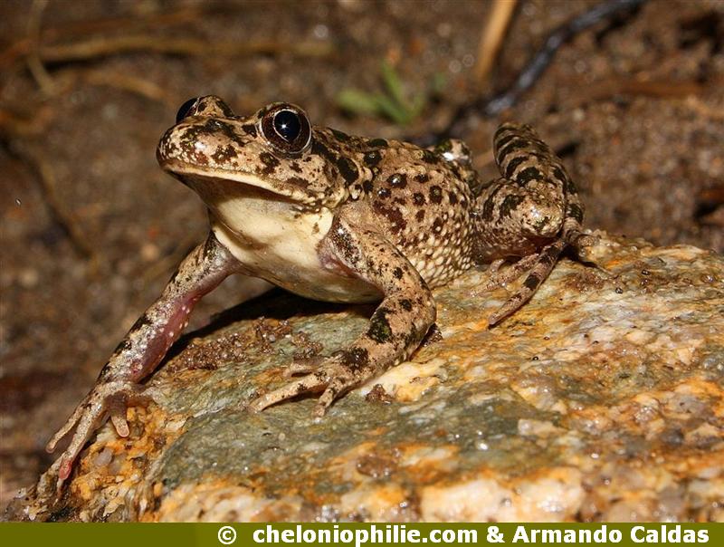 Pelodytes punctatus