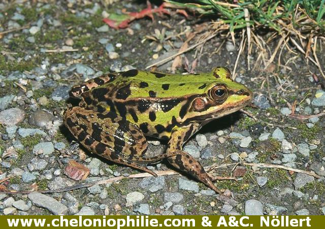 Pelophylax bergeri