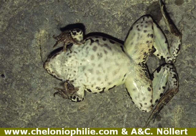 Grenouille de Berger
