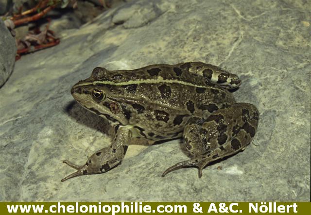 Grenouille de Berger