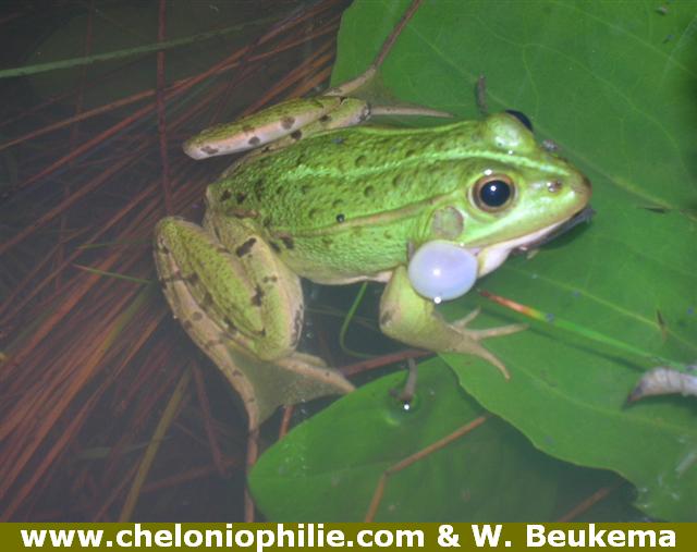 Pelophylax bergeri