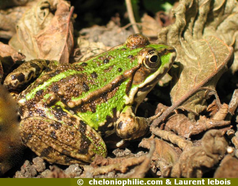 Pelophylax lessonae